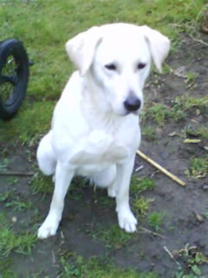 Blanding af racer wiwi billede 10