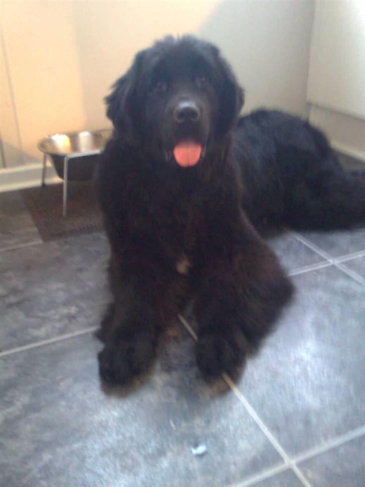 Newfoundlænder Sandie R.I.P billede 1