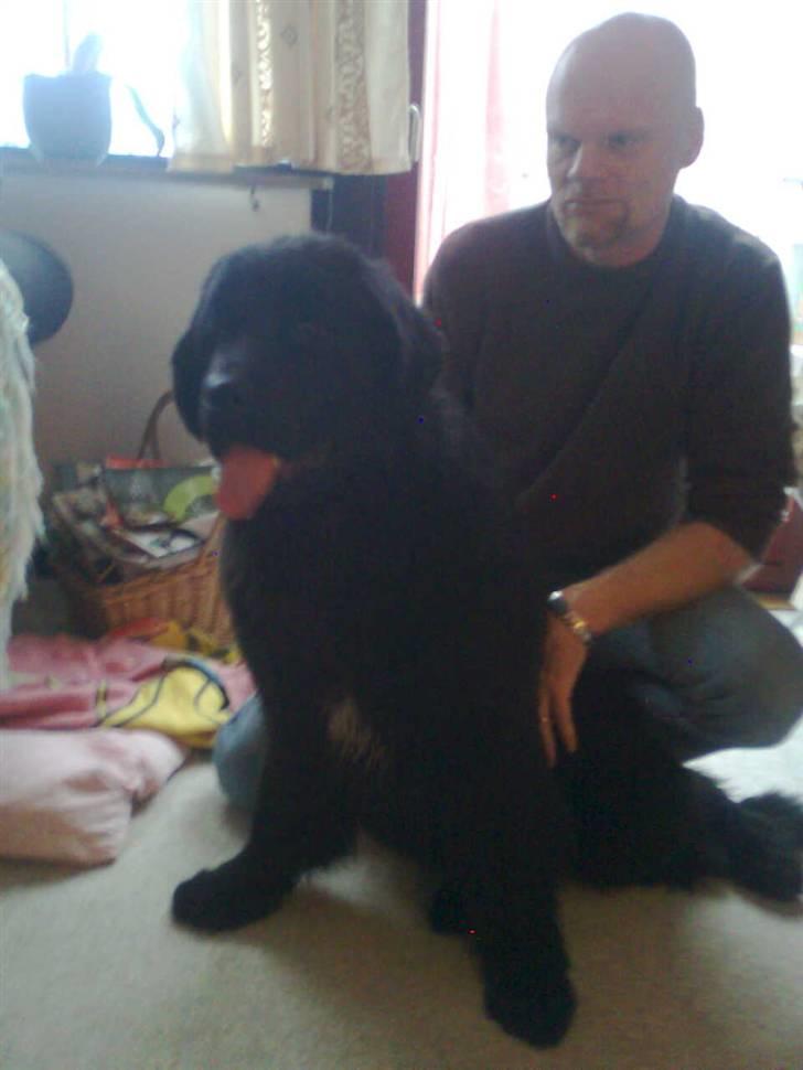 Newfoundlænder Sandie R.I.P billede 2