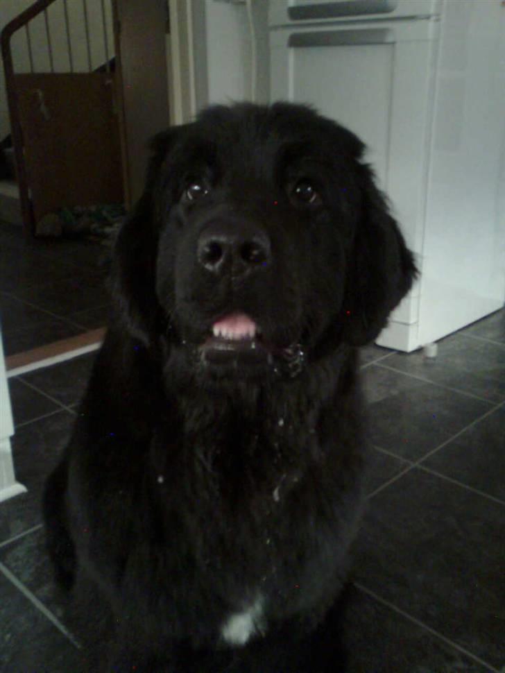 Newfoundlænder Sandie R.I.P billede 3