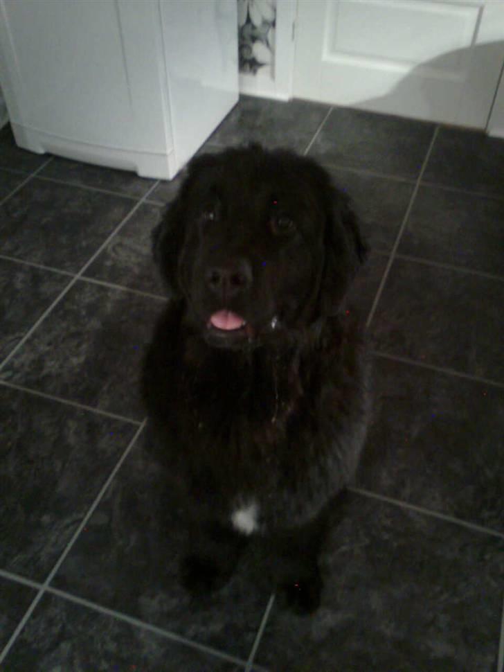 Newfoundlænder Sandie R.I.P billede 4