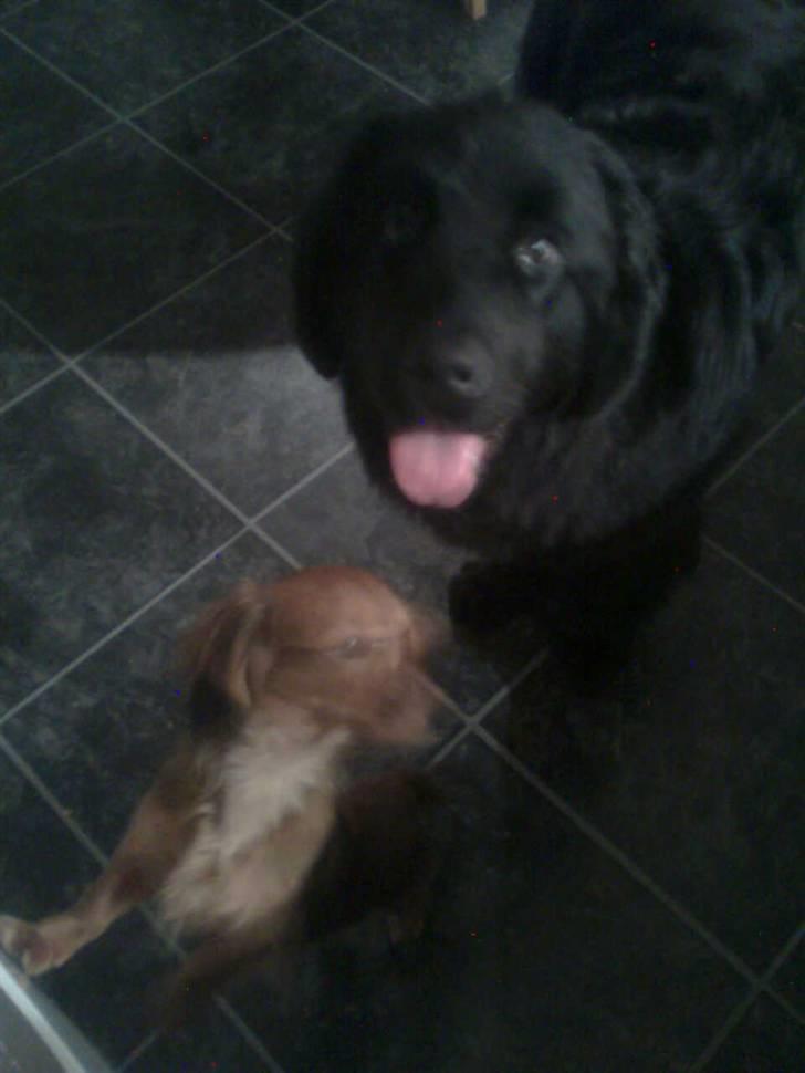 Newfoundlænder Sandie R.I.P billede 5