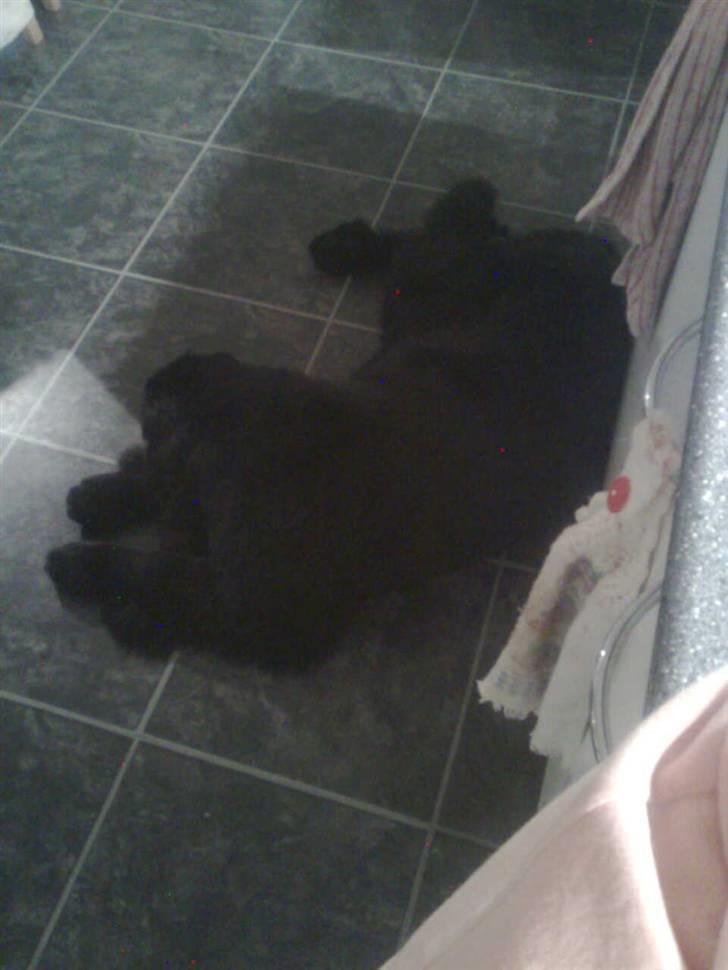 Newfoundlænder Sandie R.I.P billede 6