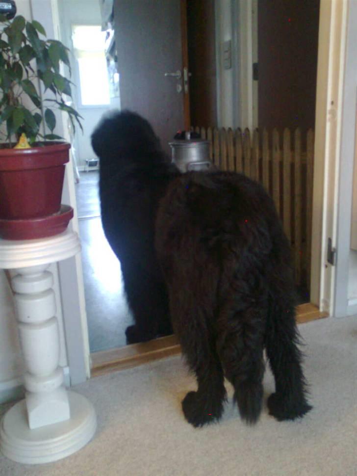 Newfoundlænder Sandie R.I.P billede 7