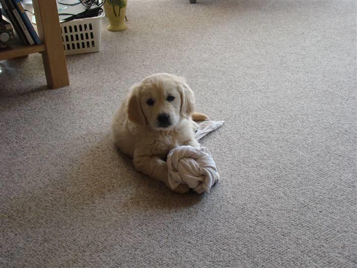 Golden retriever Balou.. - Jeg leger!!!!!!!!!!!!!!!!!!! billede 20