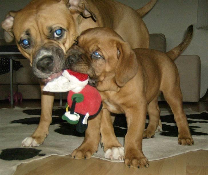 Dogue de bordeaux Zeus - flåning af en julenisse billede 9