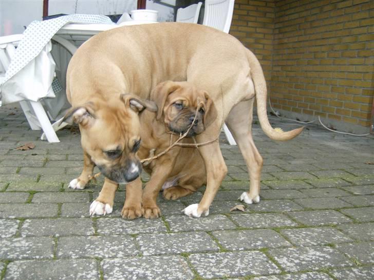 Dogue de bordeaux Zeus - Skal vi dele? billede 11