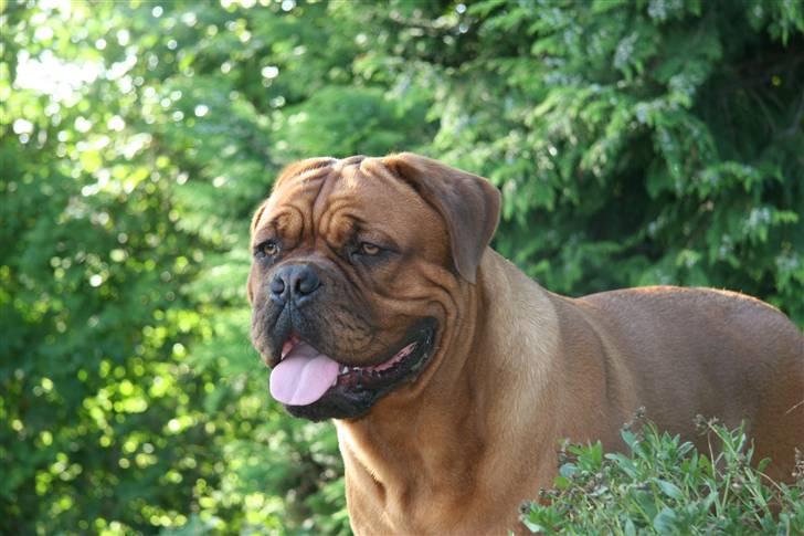 Dogue de bordeaux Zeus - 11 måneder billede 12