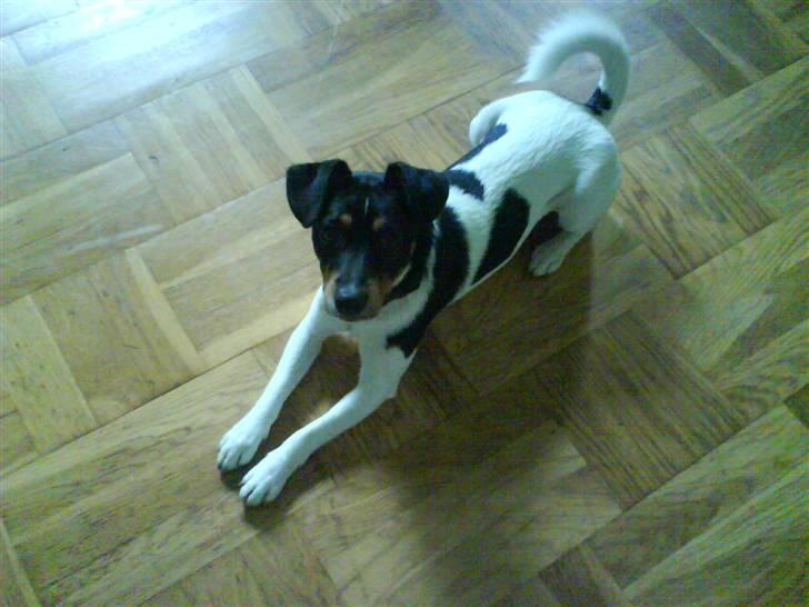 Dansk svensk gaardhund Buster billede 2