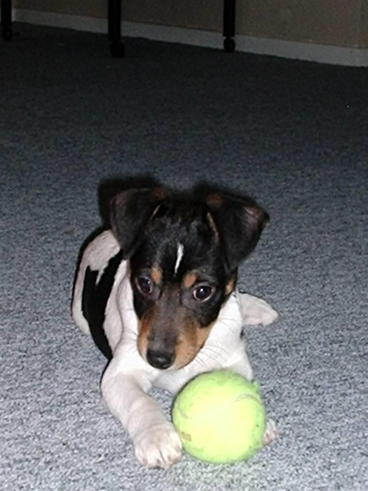 Dansk svensk gaardhund Buster billede 3