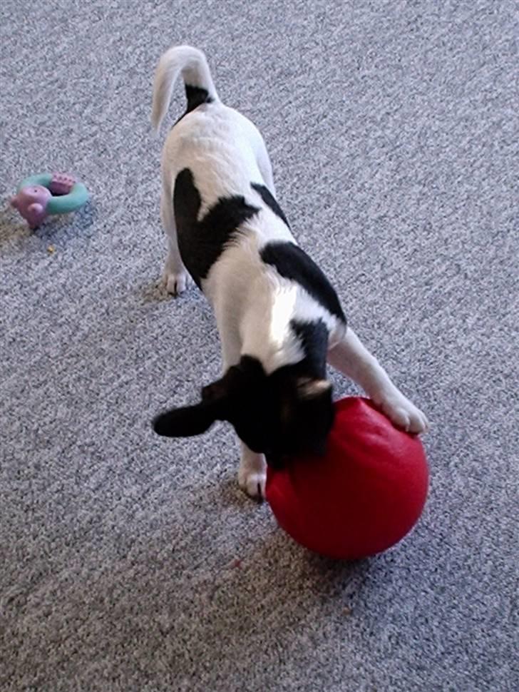 Dansk svensk gaardhund Buster billede 4