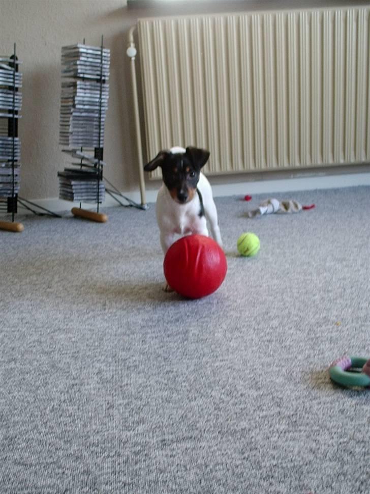Dansk svensk gaardhund Buster billede 5