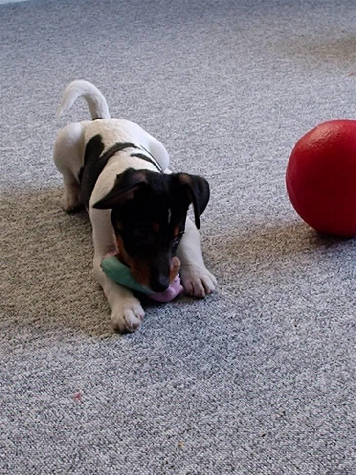 Dansk svensk gaardhund Buster billede 6