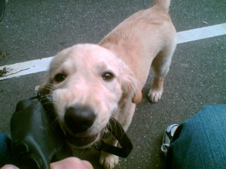 Labrador retriever chicko  billede 6