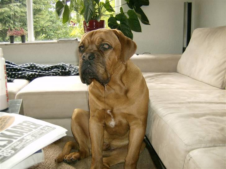 Dogue de bordeaux Zeus billede 13