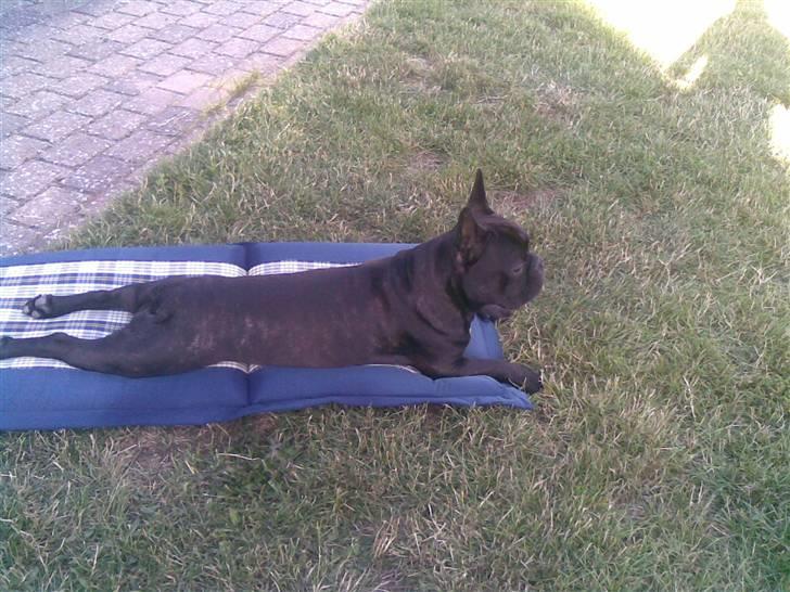 Fransk bulldog Bruce billede 19