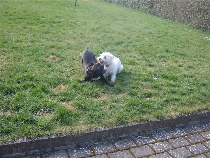 Fransk bulldog Bruce billede 20