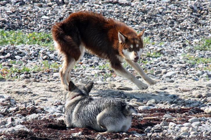 Finsk hyrdehund Russjkat R.I.P - leg med Kia billede 10