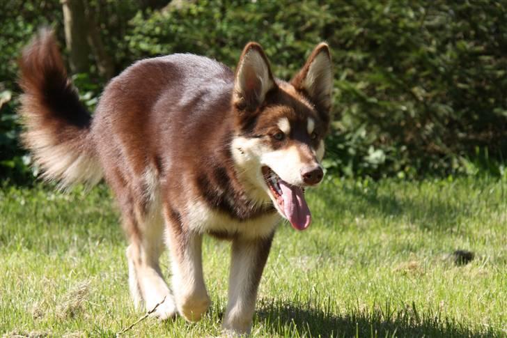Finsk hyrdehund Russjkat R.I.P - I solen kan han se meget mørke brun ud billede 11