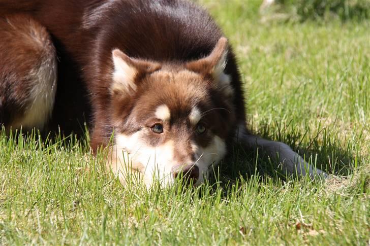 Finsk hyrdehund Russjkat R.I.P billede 12