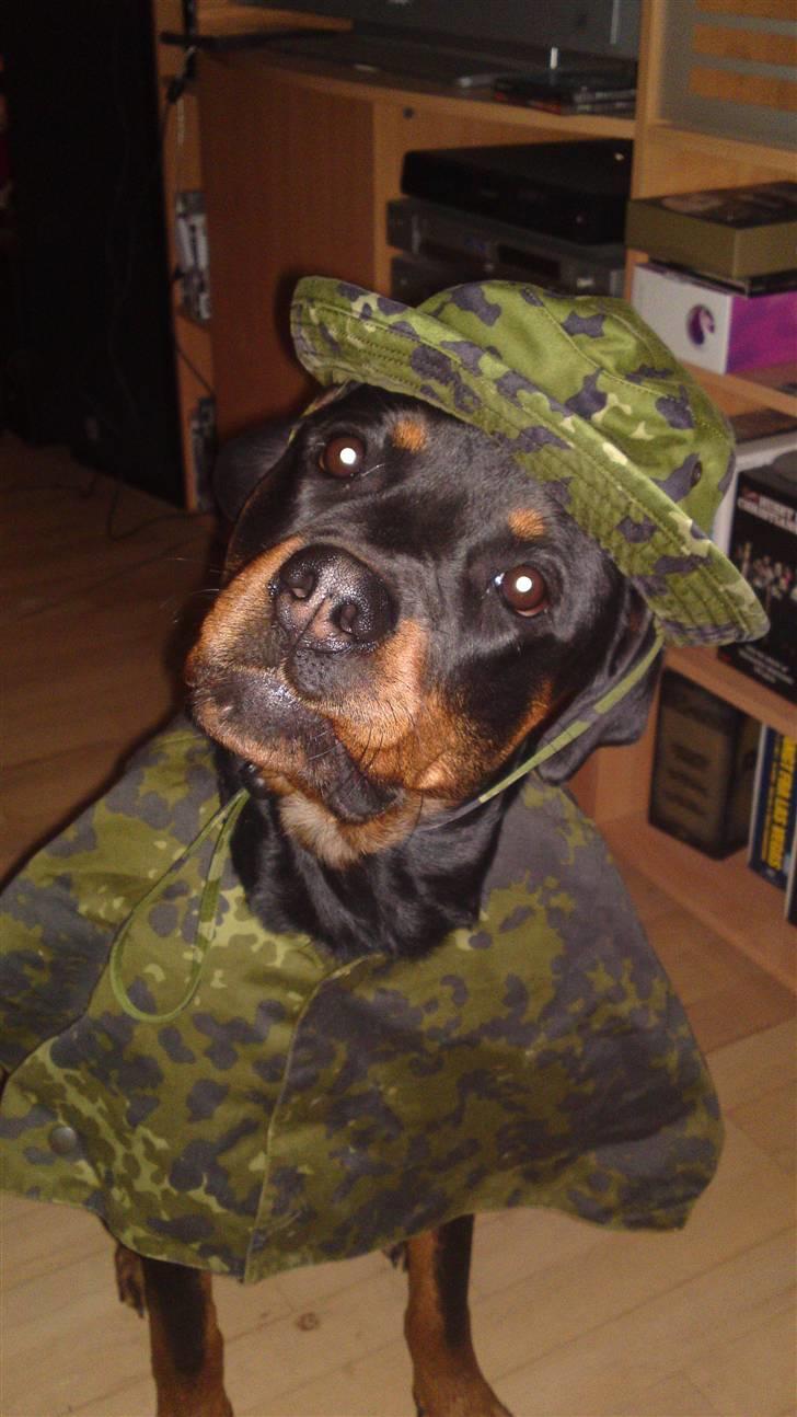 Rottweiler Bella - Sir, yes, sir...! :-D billede 1
