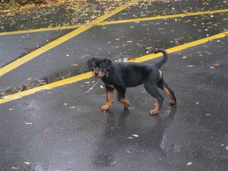 Rottweiler Bella - På opdagelse omkring sit hjem... billede 2