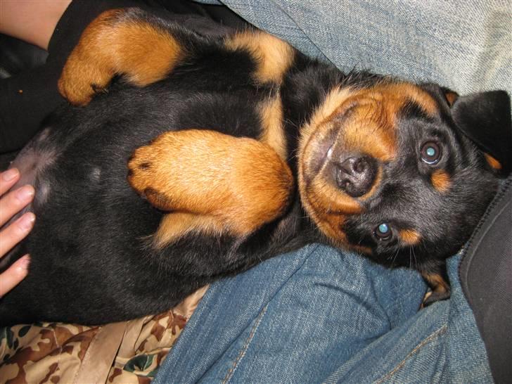 Rottweiler Bella - Altid klar til at blive kælet med... :-) billede 3