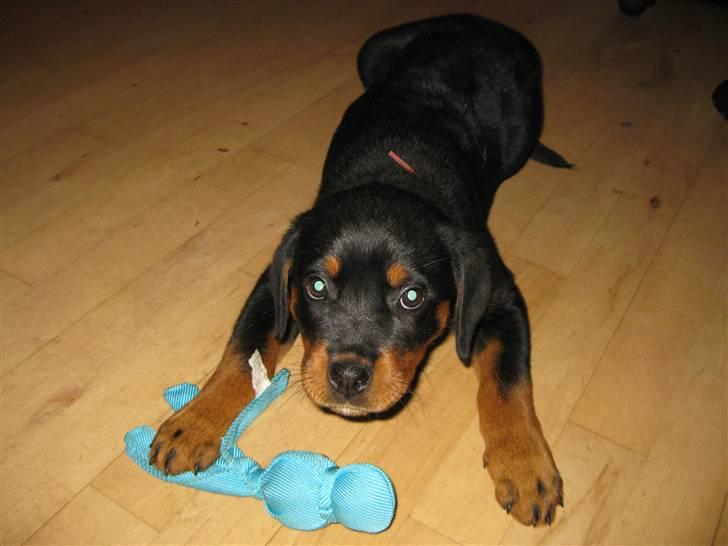 Rottweiler Bella - Se mit yndlings legetøj... billede 4