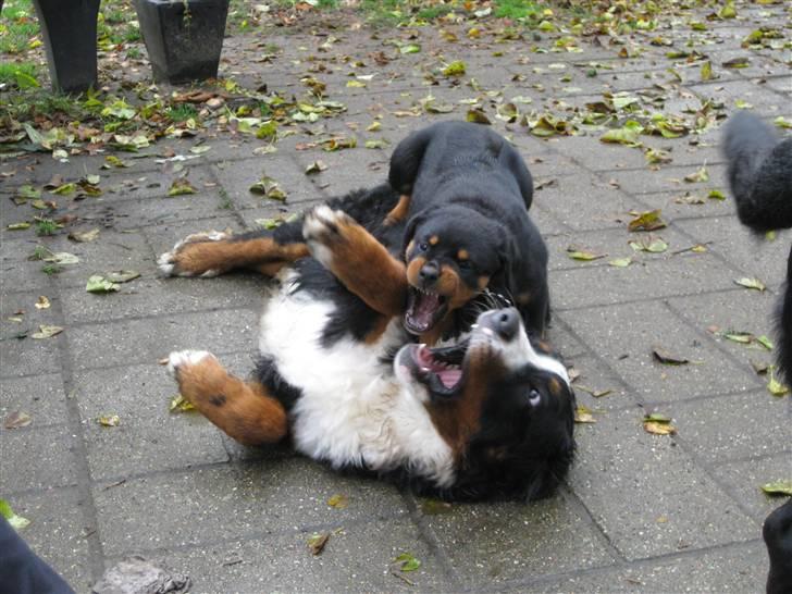 Rottweiler Bella - Tager altid kampen op mod de dominerende og større han hunde... :-) billede 5