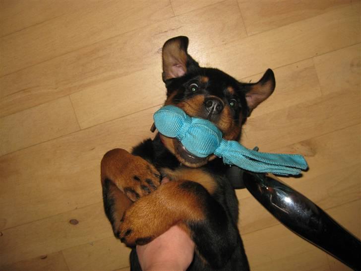 Rottweiler Bella - "Se hvad jeg kan...." billede 6