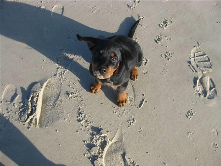 Rottweiler Bella - Strandløven(tigeren)... :-) billede 7