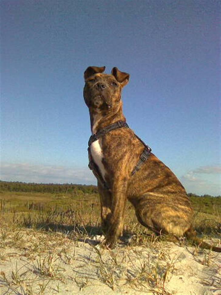 Amerikansk staffordshire terrier Keisha - Ca. 6måneder gammel. billede 1