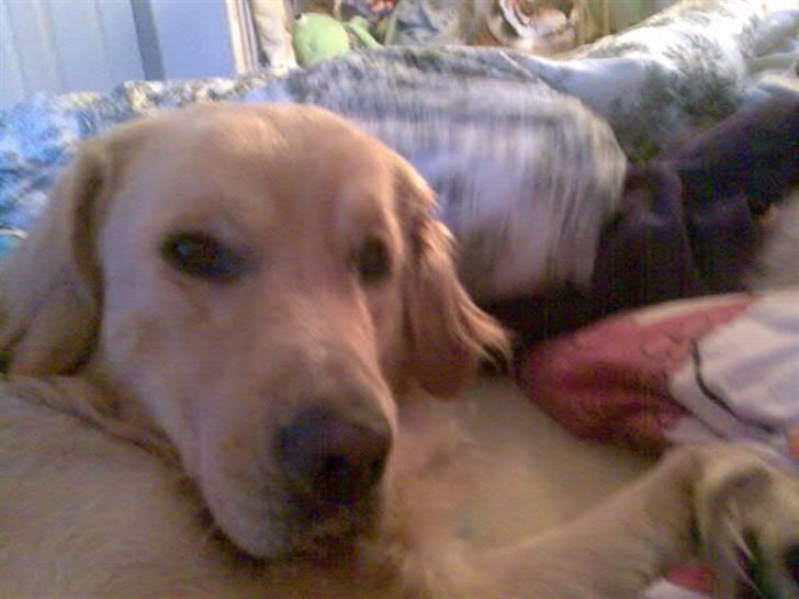 Labrador retriever chicko  billede 7