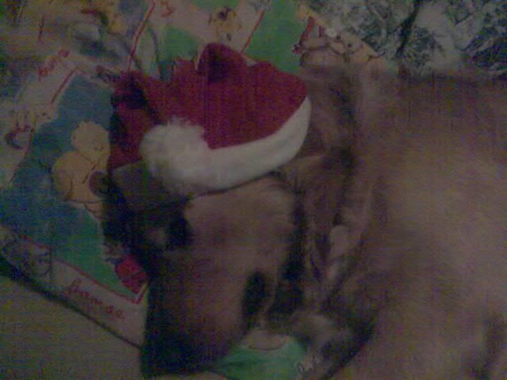 Labrador retriever chicko  billede 8