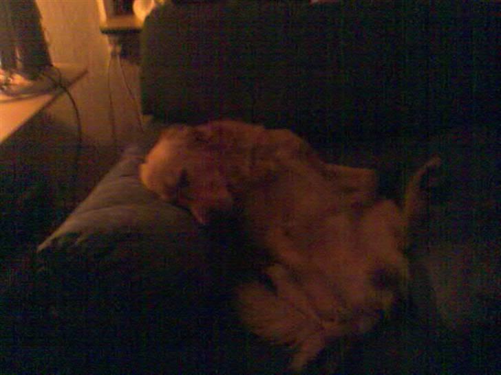 Labrador retriever chicko  billede 9