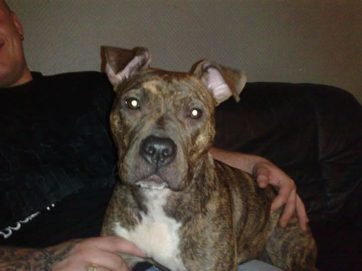 Amerikansk staffordshire terrier Keisha billede 2