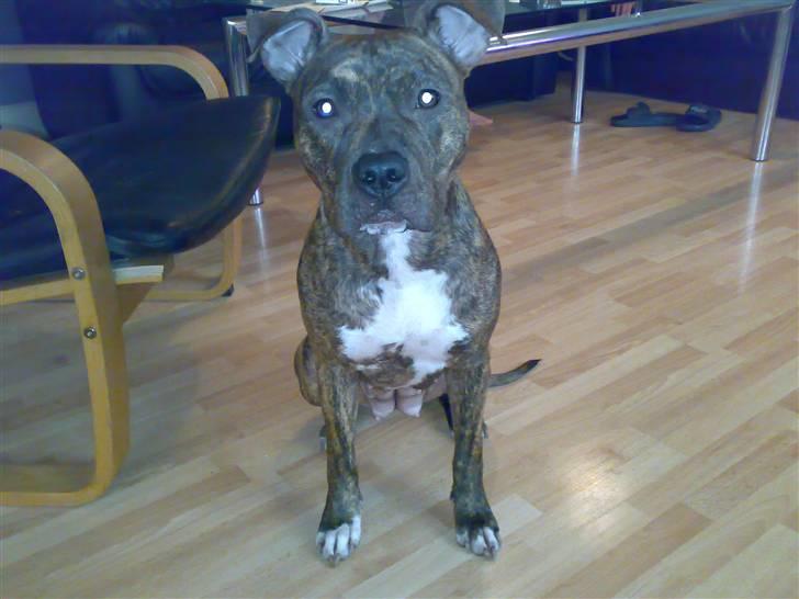 Amerikansk staffordshire terrier Keisha billede 3