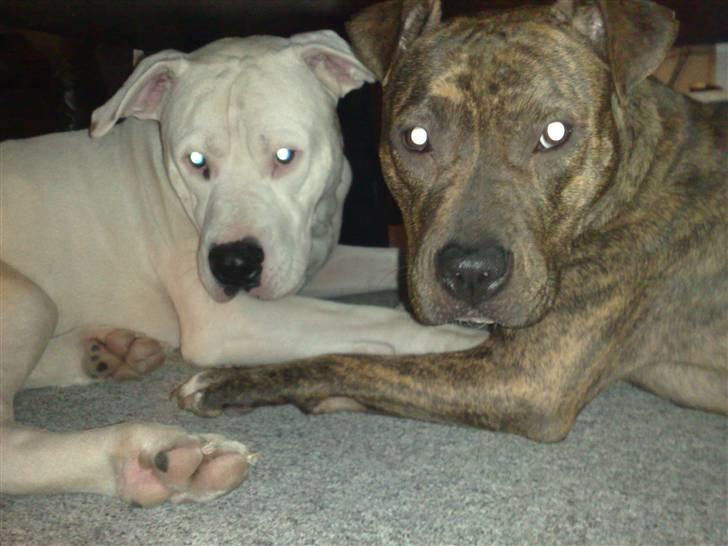 Amerikansk staffordshire terrier Keisha - Keisha og Pablo :) billede 4