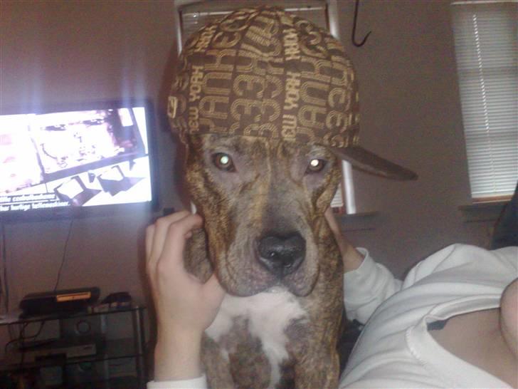 Amerikansk staffordshire terrier Keisha - Gangsta Bitch ;) billede 5