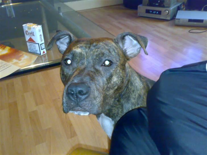 Amerikansk staffordshire terrier Keisha billede 6