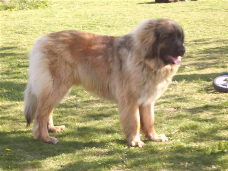 Leonberger folmer - folmer en stor lækker leonberger billede 2