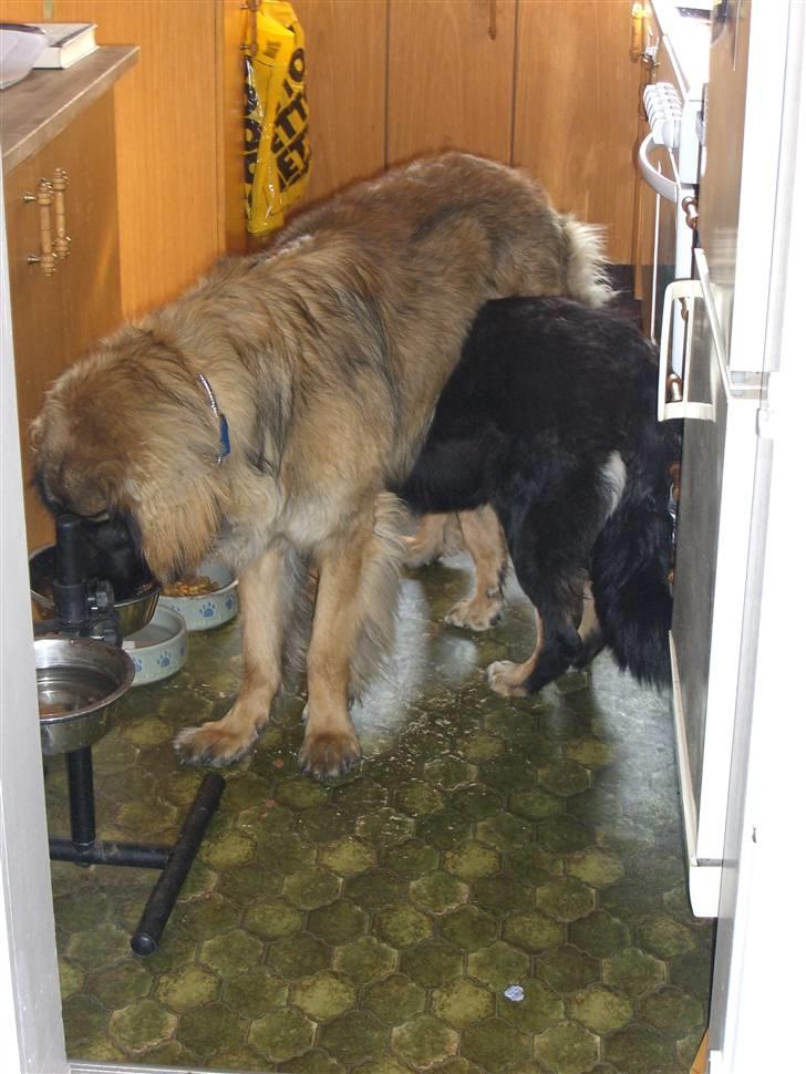 Leonberger folmer - det er altid hggeligst at spise sammen billede 3
