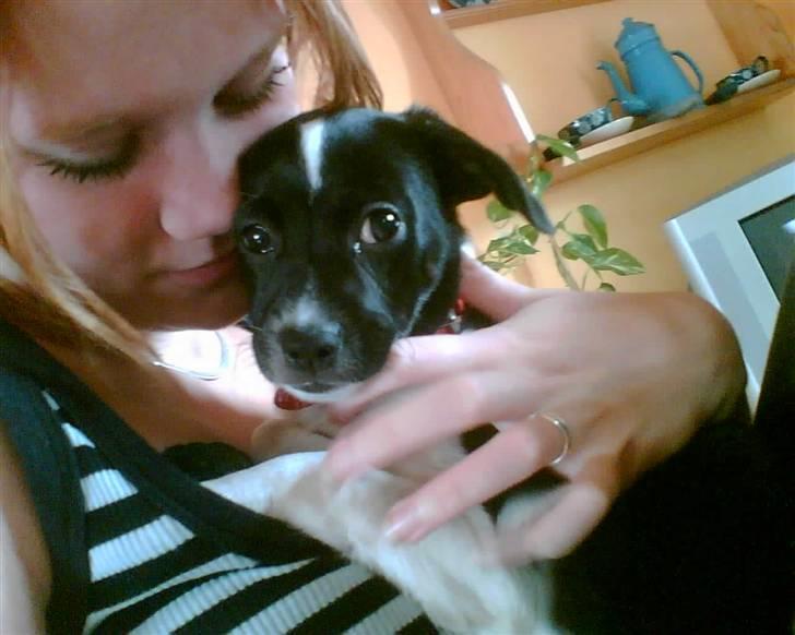 Dansk svensk gaardhund *Tøsen* billede 11