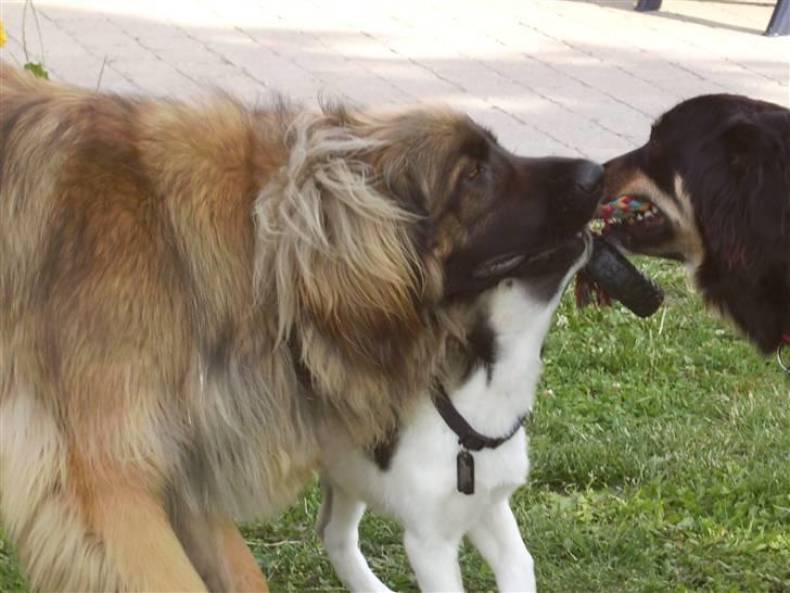 Leonberger folmer - vi ønsker os lidt større lege ting til jul billede 4