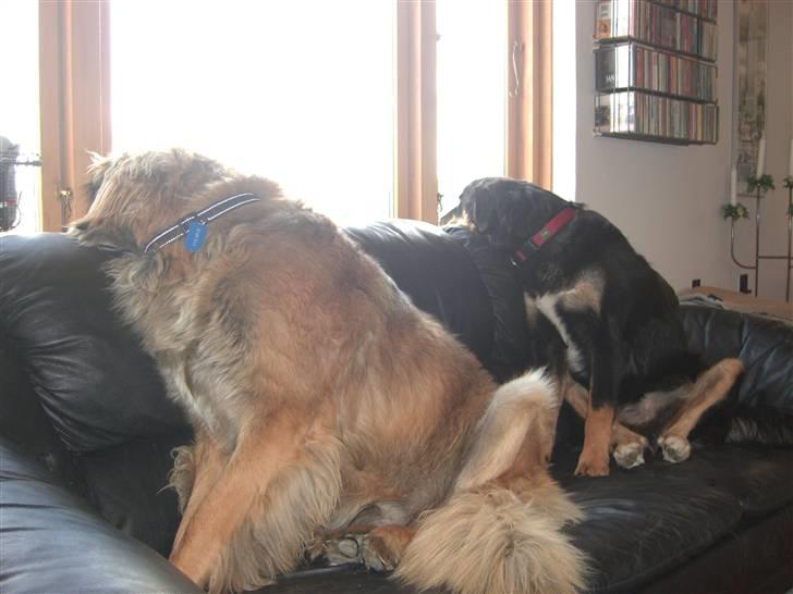 Leonberger folmer - kommer de ikke snart hjem til os billede 5