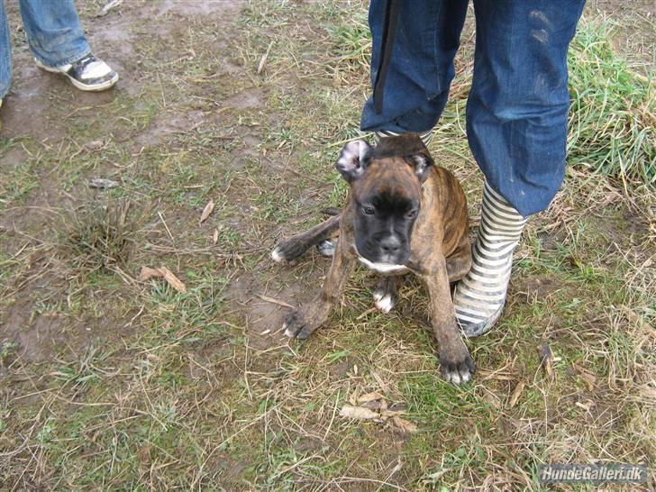 Boxer Charlie - Det er altså svært at holde styr på de der øre... billede 7