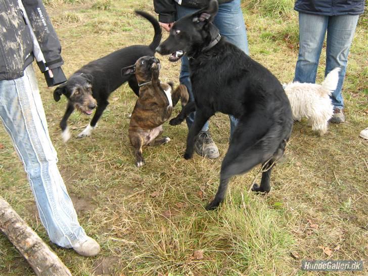Boxer Charlie - Pas på Djanco, jeg stor og farlig! Grrrr! billede 8