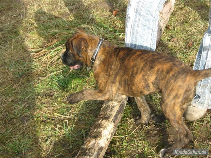 Boxer Charlie - Jo jo, jeg skal nok blive god til at springe når jeg bliver stor... billede 9