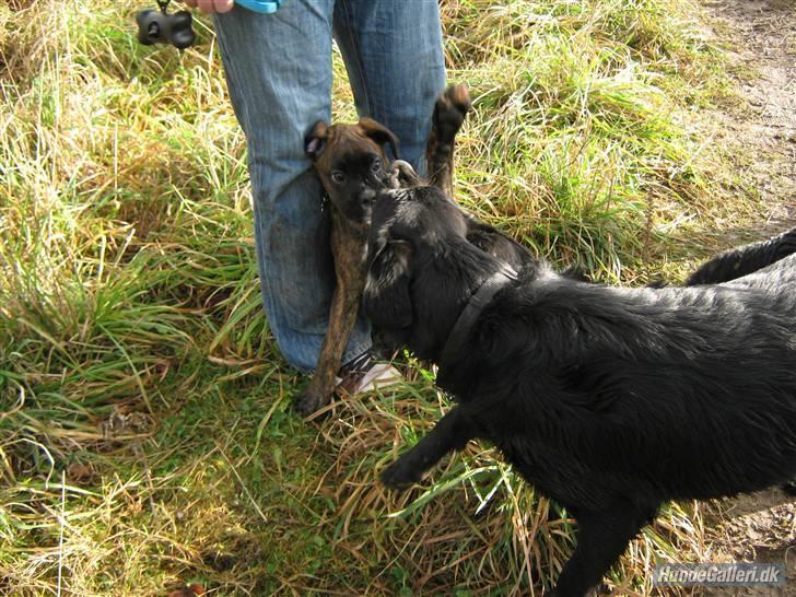 Boxer Charlie - Okay okay, jeg gir op...! billede 10