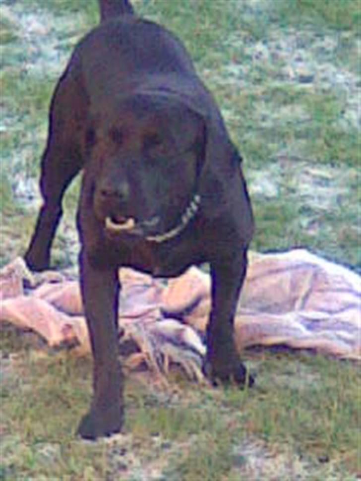 Blanding af racer sofus billede 7